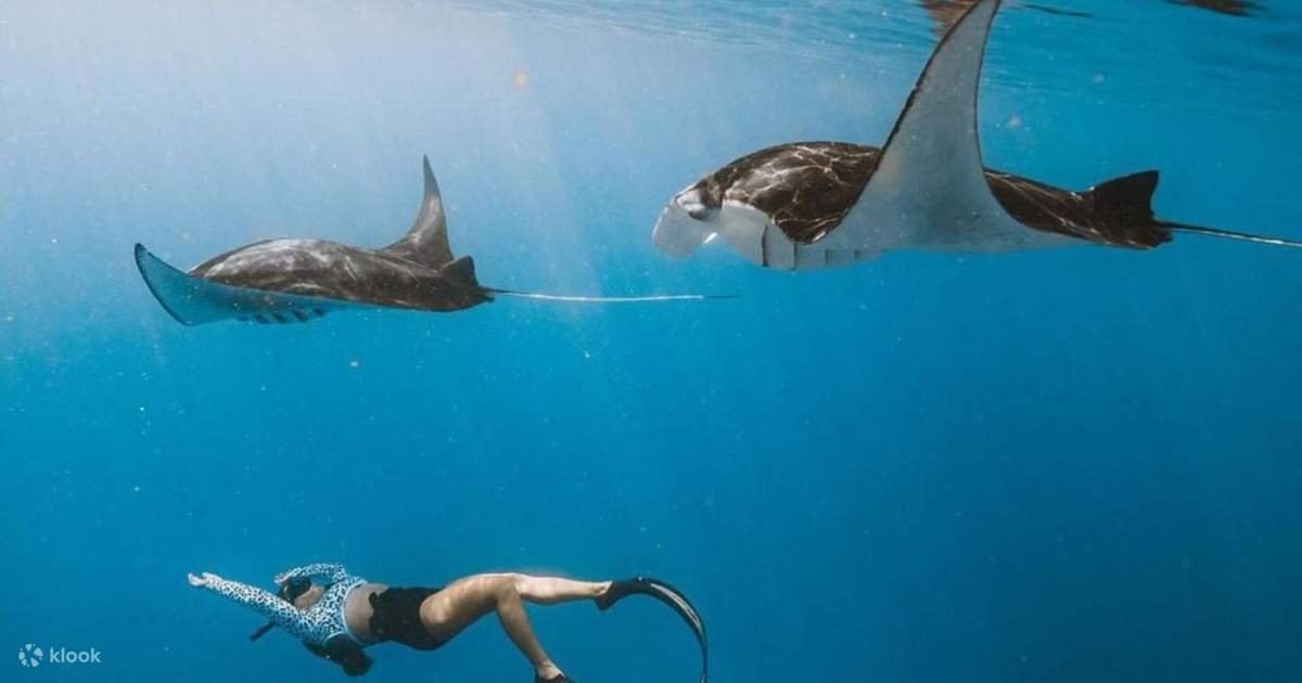 Two manta rays gliding past a freediver at Manta Point, Nusa Penida